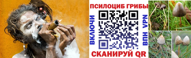 Псилоцибиновые грибы Cubensis  Карачаевск 